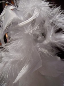 Fluffy feathers