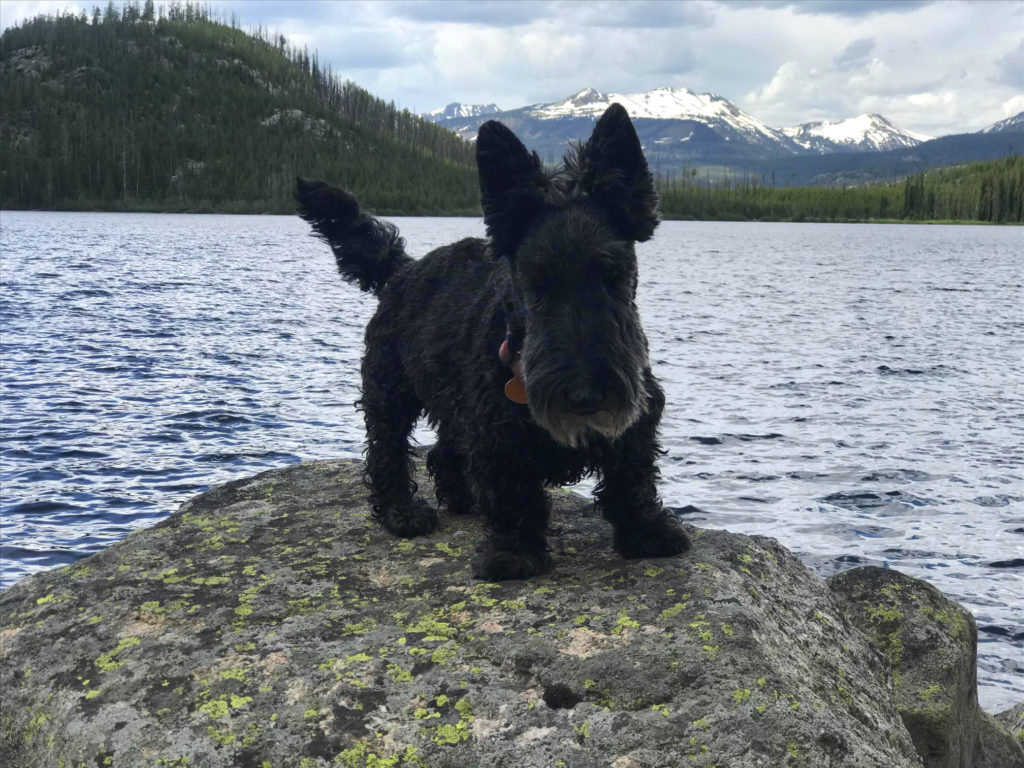 Scottie Dog at Kersey Lake